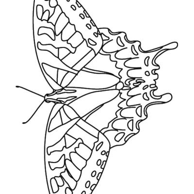 Ourcoloringpage Butterflies 10