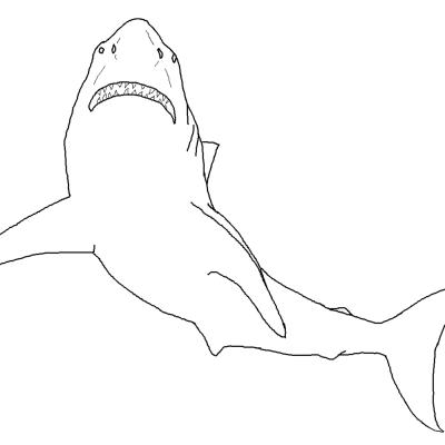 Ourcoloringpage Sharks 37